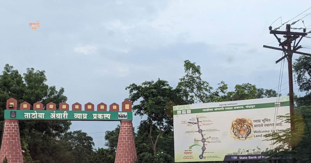 1st Place to Visit ‘महाराष्ट्राचे वैभव’ Tadoba-Andhari Tiger Reserve; विदेशी पर्यटकांचे खास आकर्षण असलेला असा 'ताडोबा'. 18 002
