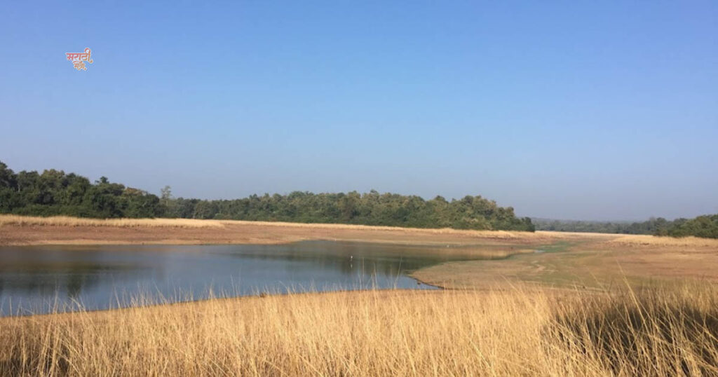 1st Place to Visit ‘महाराष्ट्राचे वैभव’ Tadoba-Andhari Tiger Reserve; विदेशी पर्यटकांचे खास आकर्षण असलेला असा 'ताडोबा'. 16 004