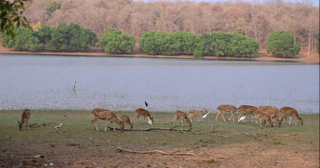 1st Place to Visit ‘महाराष्ट्राचे वैभव’ Tadoba-Andhari Tiger Reserve; विदेशी पर्यटकांचे खास आकर्षण असलेला असा 'ताडोबा'. 12 010