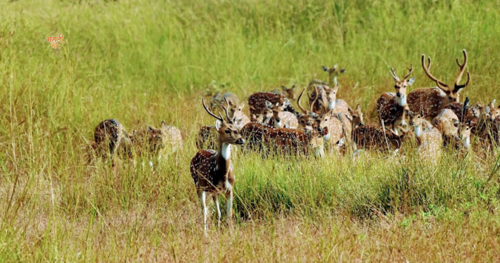1st Place to Visit ‘महाराष्ट्राचे वैभव’ Tadoba-Andhari Tiger Reserve; विदेशी पर्यटकांचे खास आकर्षण असलेला असा 'ताडोबा'. 17 015