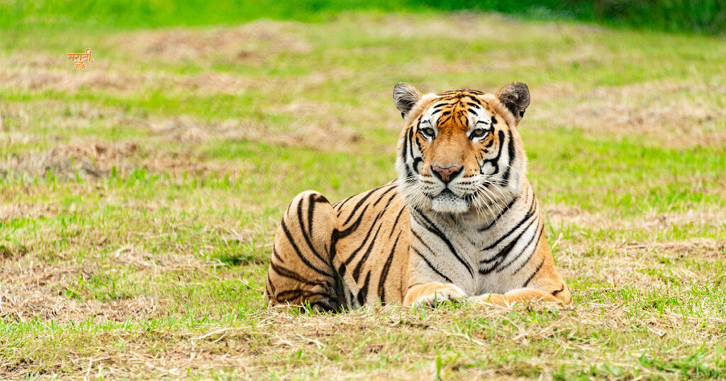 1st Place to Visit ‘महाराष्ट्राचे वैभव’ Tadoba-Andhari Tiger Reserve; विदेशी पर्यटकांचे खास आकर्षण असलेला असा 'ताडोबा'. 15 Todoba 003
