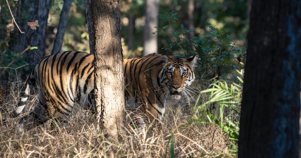 1st Place to Visit ‘महाराष्ट्राचे वैभव’ Tadoba-Andhari Tiger Reserve; विदेशी पर्यटकांचे खास आकर्षण असलेला असा 'ताडोबा'. 14 Todoba 005