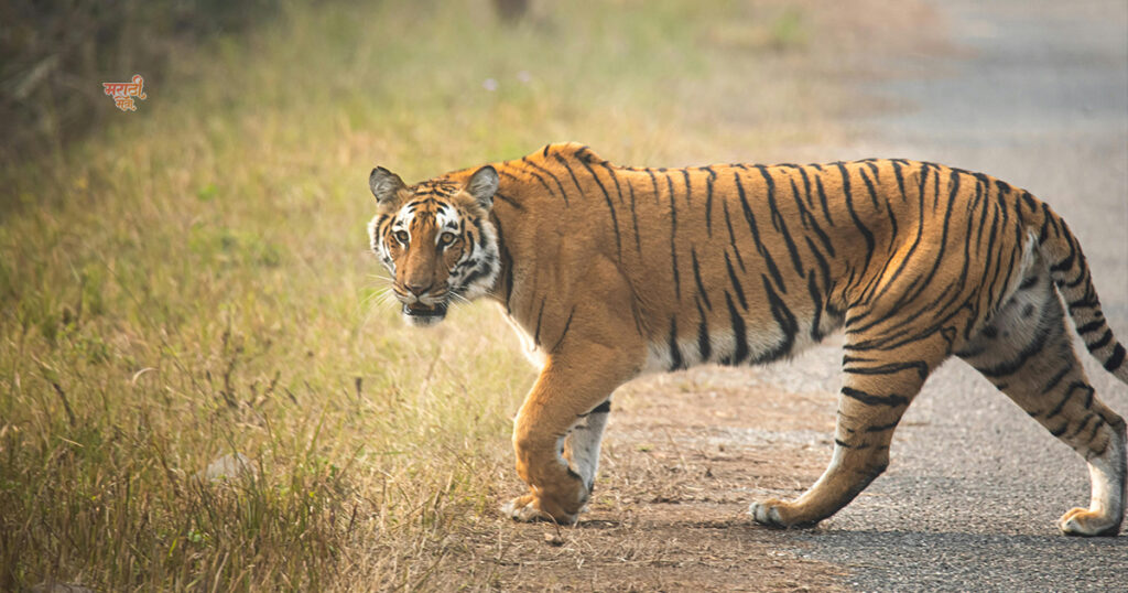 1st Place to Visit ‘महाराष्ट्राचे वैभव’ Tadoba-Andhari Tiger Reserve; विदेशी पर्यटकांचे खास आकर्षण असलेला असा 'ताडोबा'. 13 Todoba 006